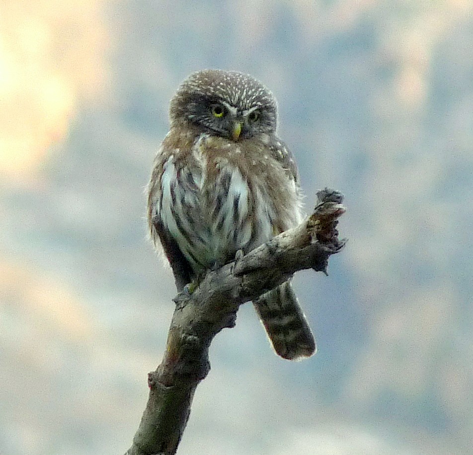 Peruvian Pygmy-Owl - Jim Watt