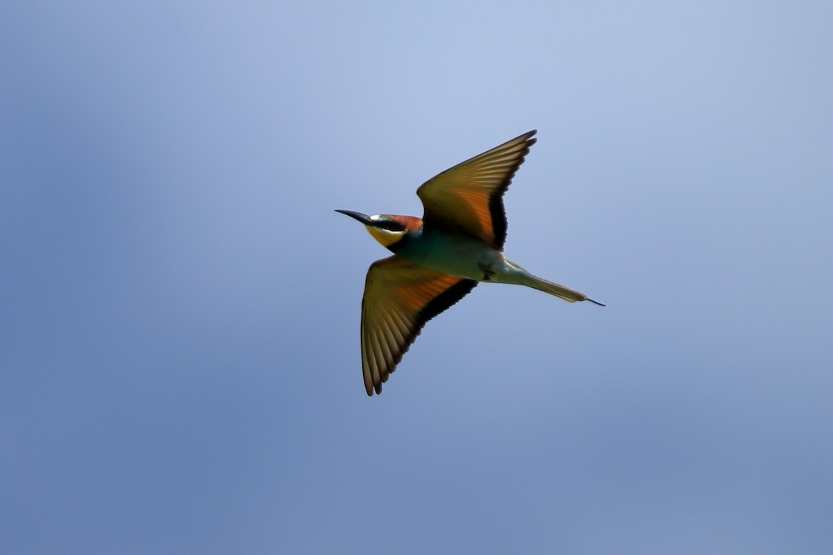 European Bee-eater - ML204164401