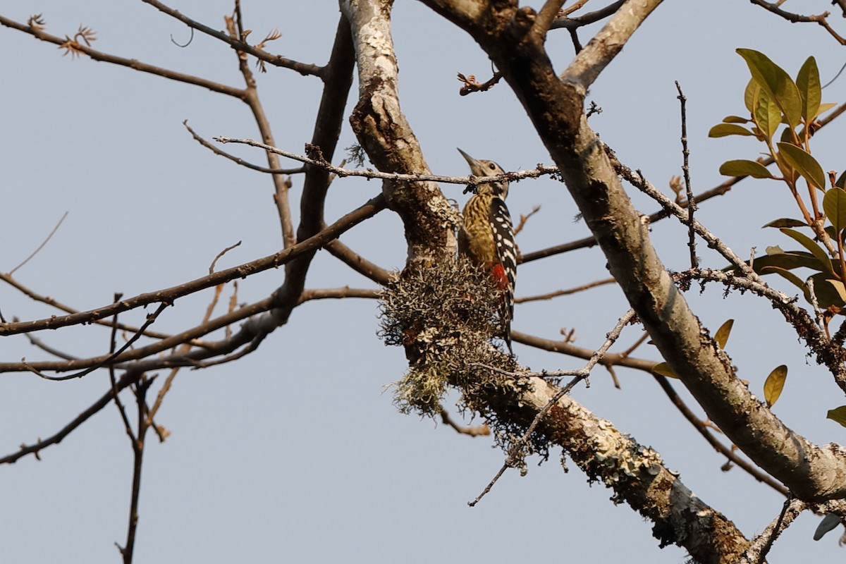 Stripe-breasted Woodpecker - Holger Teichmann