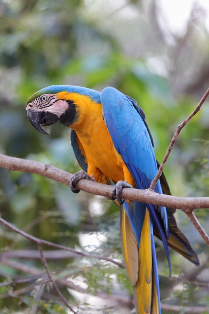 Blue-and-yellow Macaw - Holger Teichmann