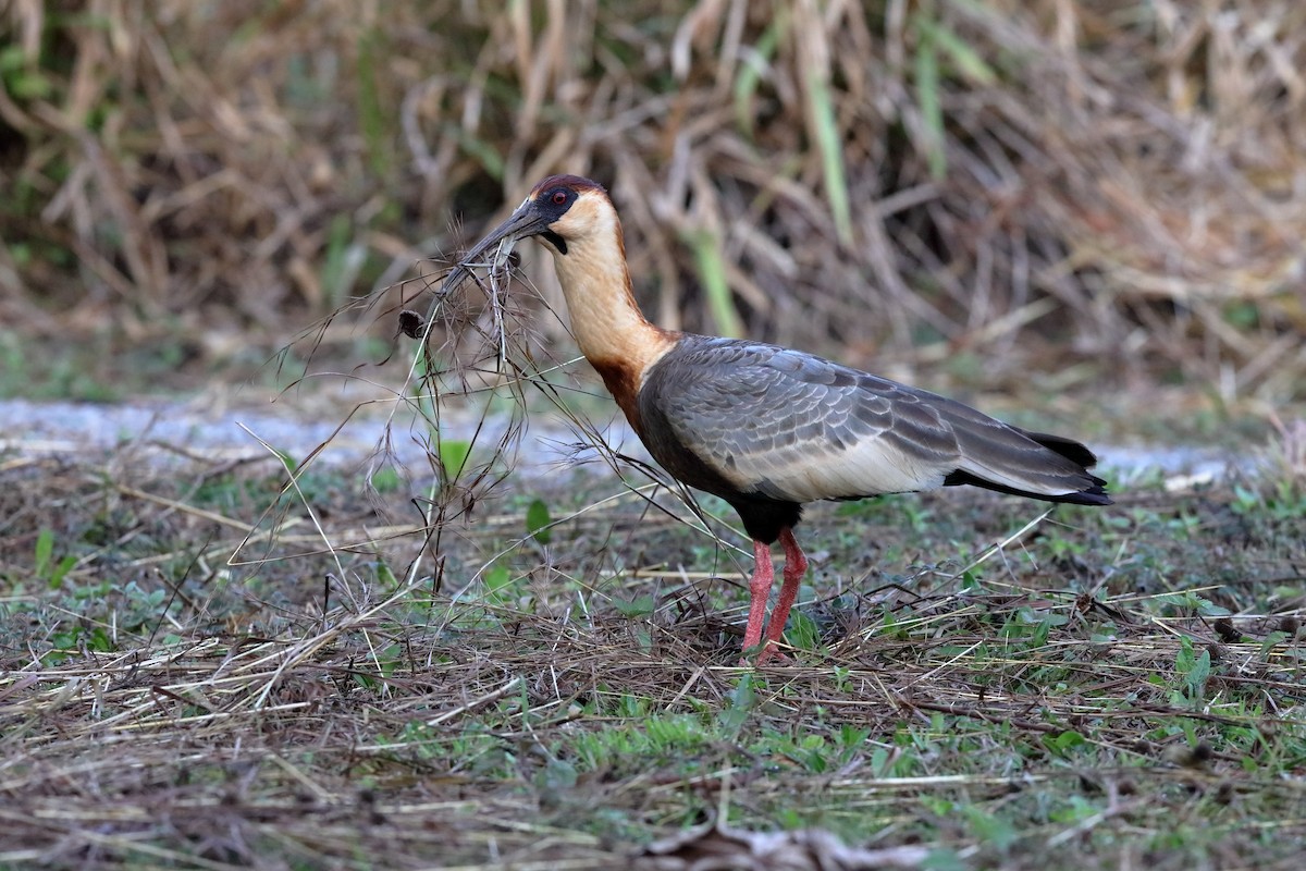 Buff-necked Ibis - Holger Teichmann