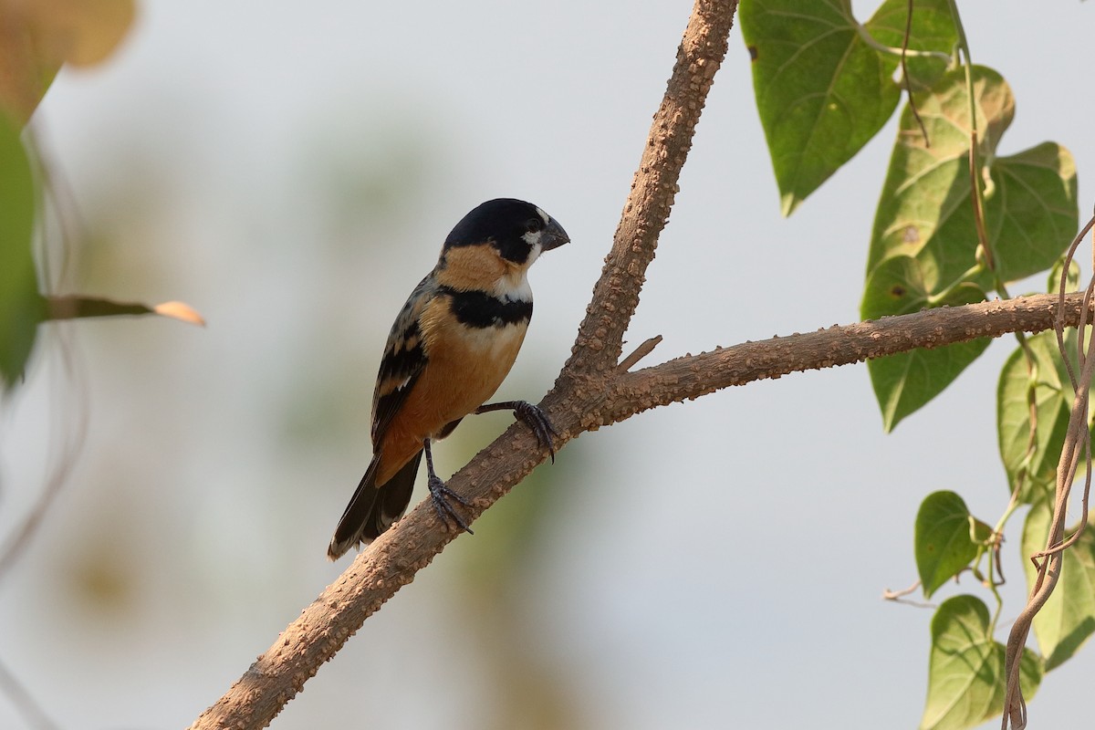 Rusty-collared Seedeater - ML204165611
