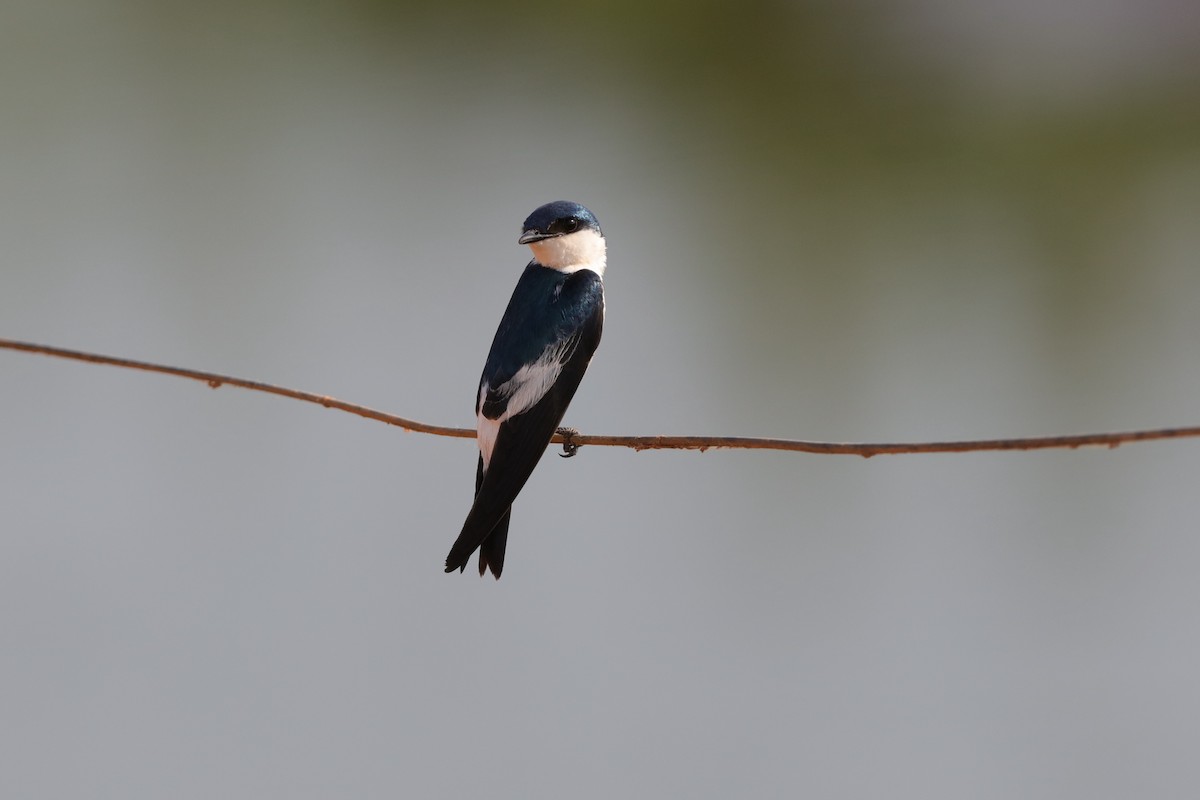 White-winged Swallow - ML204165651