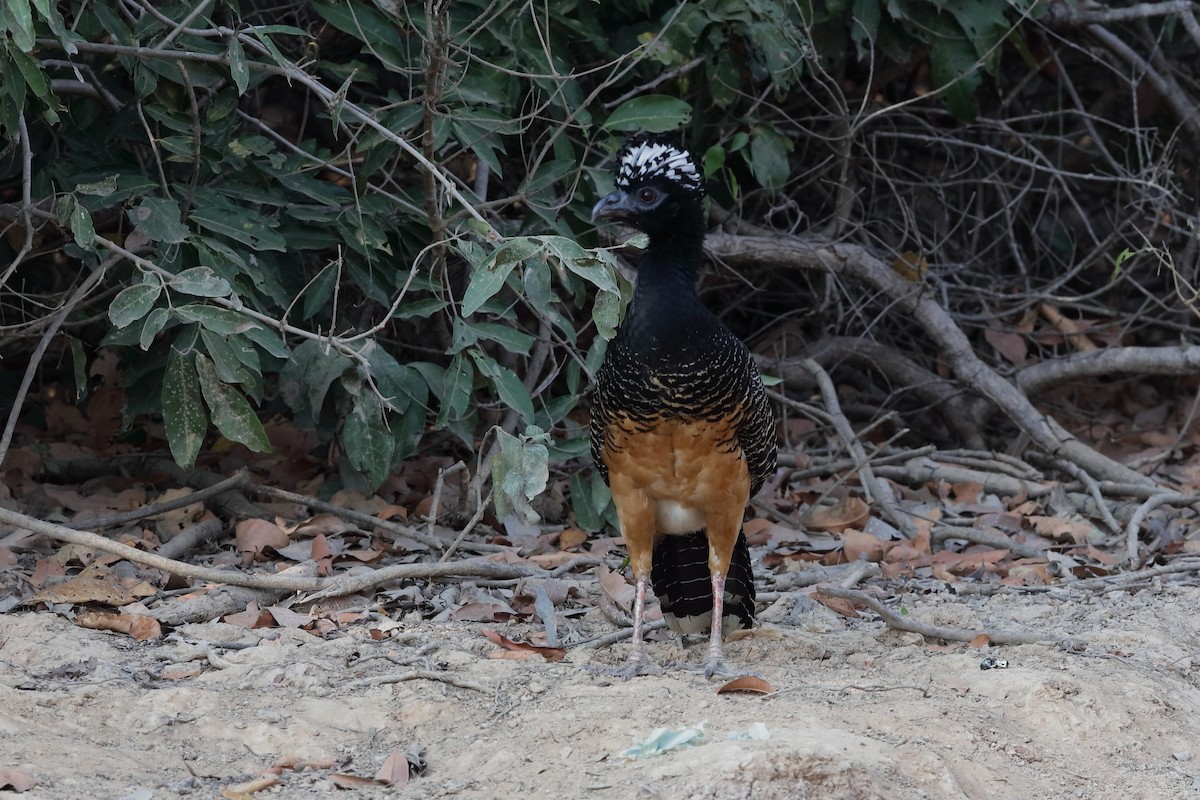Bare-faced Curassow - ML204165941