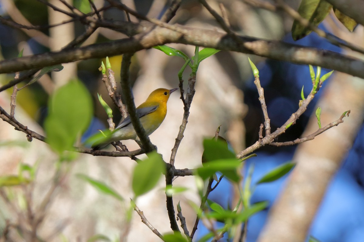 Prothonotary Warbler - Holger Teichmann