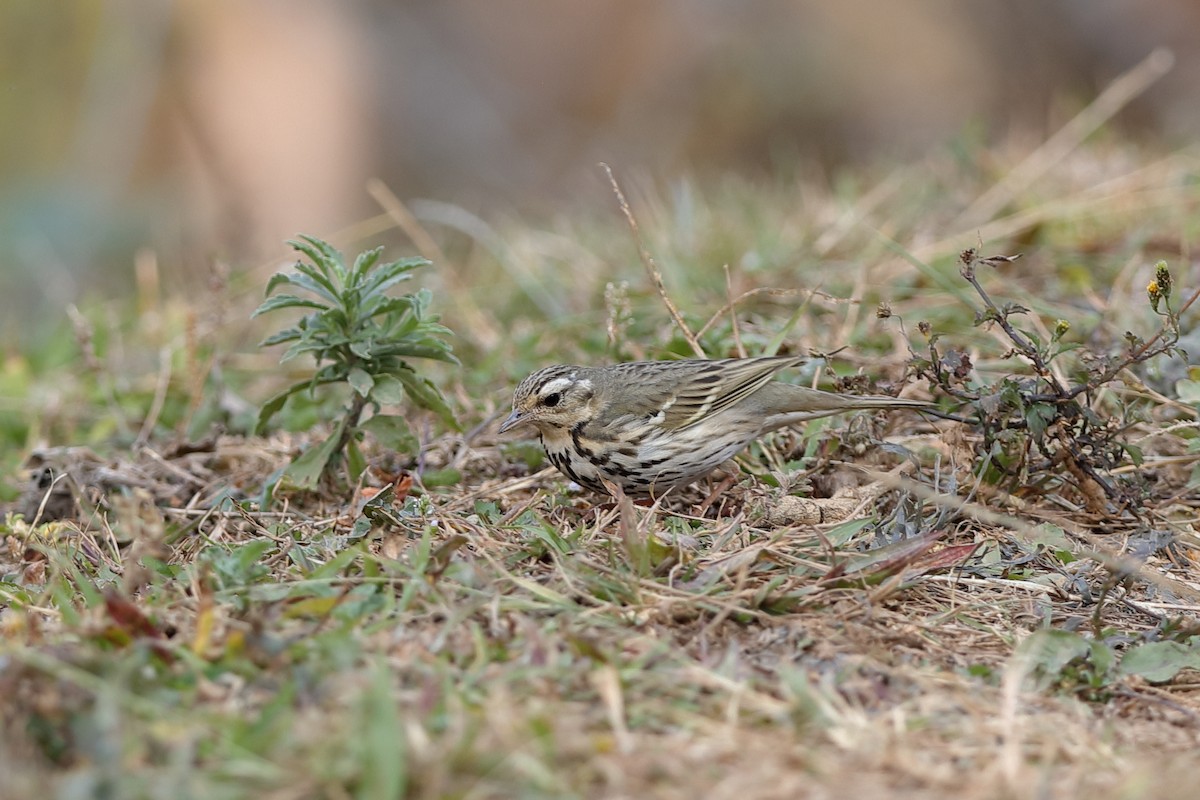 Olive-backed Pipit - Holger Teichmann