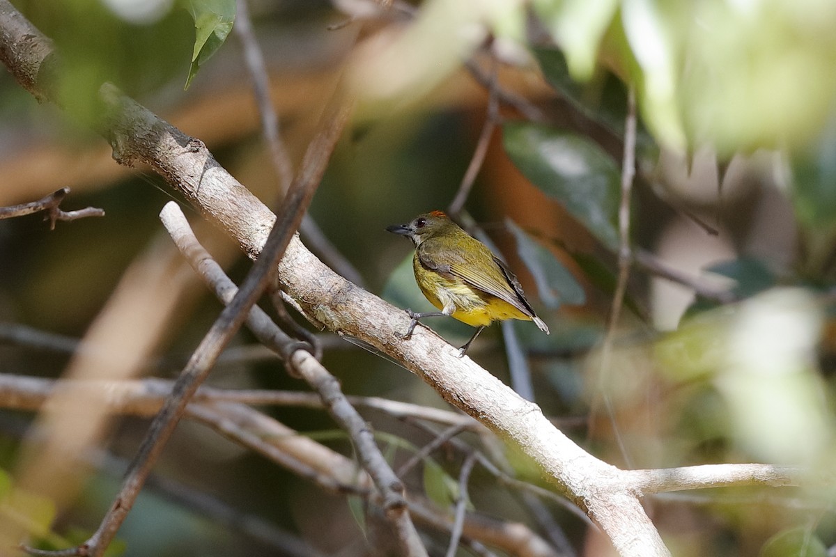 Yellow-breasted Flowerpecker - ML204167011