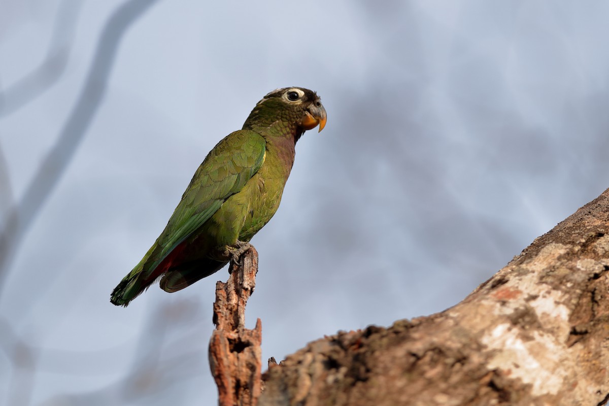 Scaly-headed Parrot - ML204167751