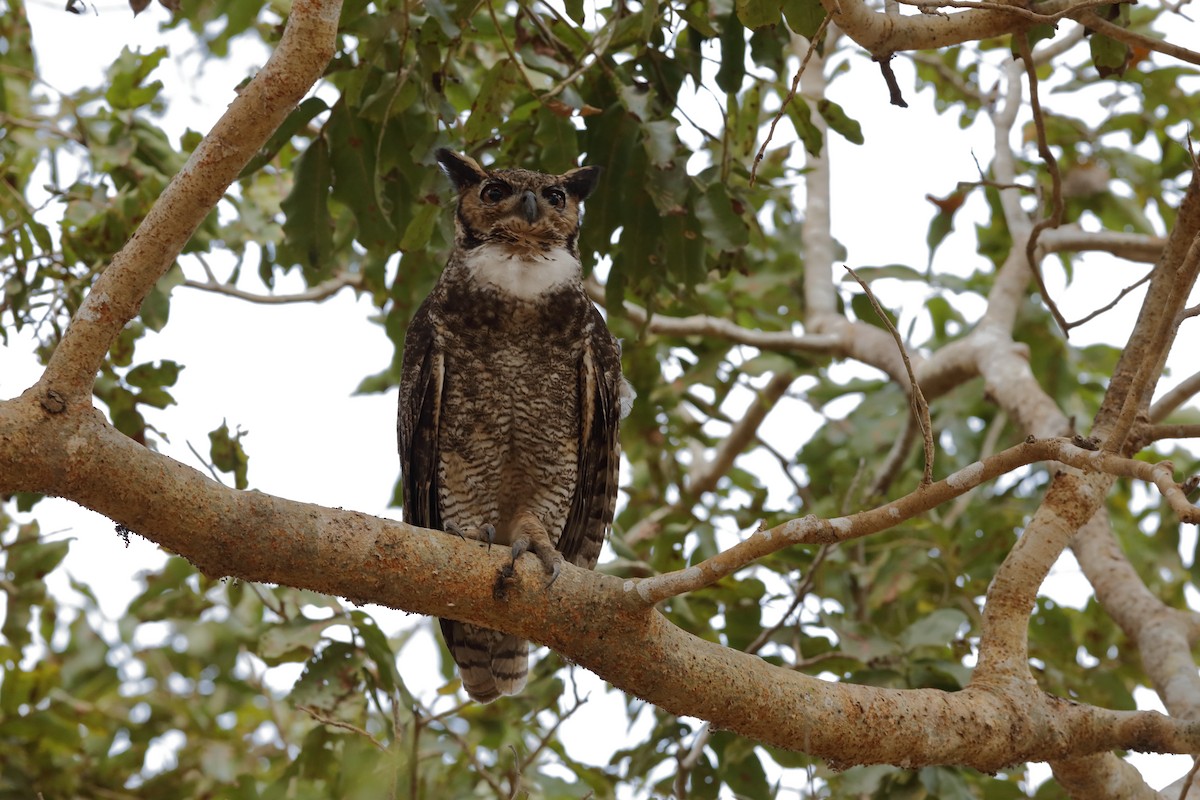 Great Horned Owl - ML204168141