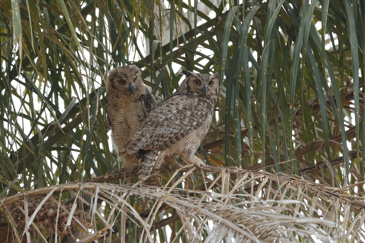 Great Horned Owl - Holger Teichmann
