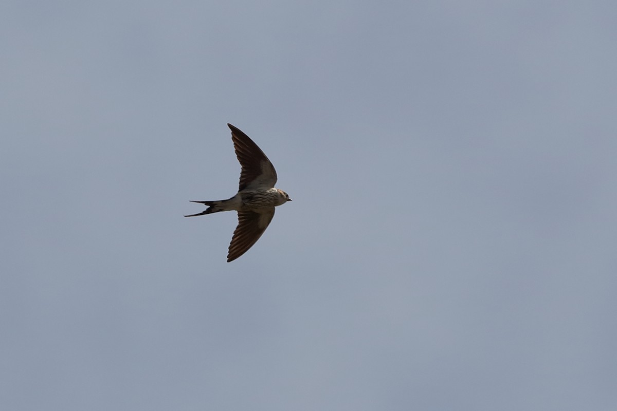 Lesser Striped Swallow - ML204168381
