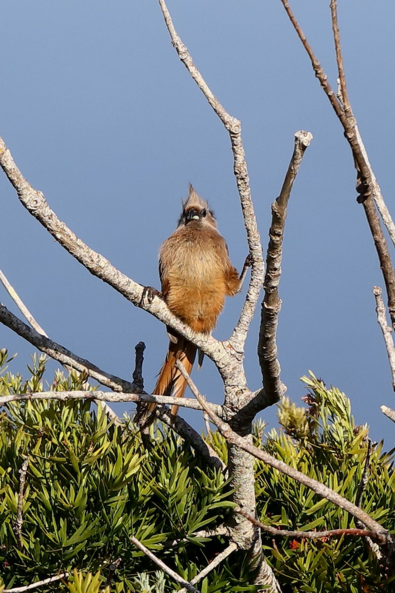 Speckled Mousebird - ML204168481