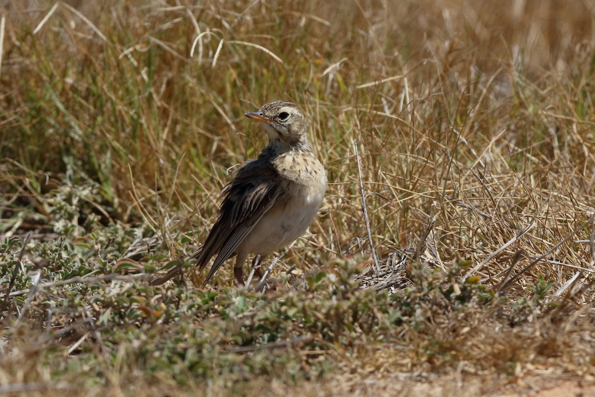 African Pipit - ML204168661