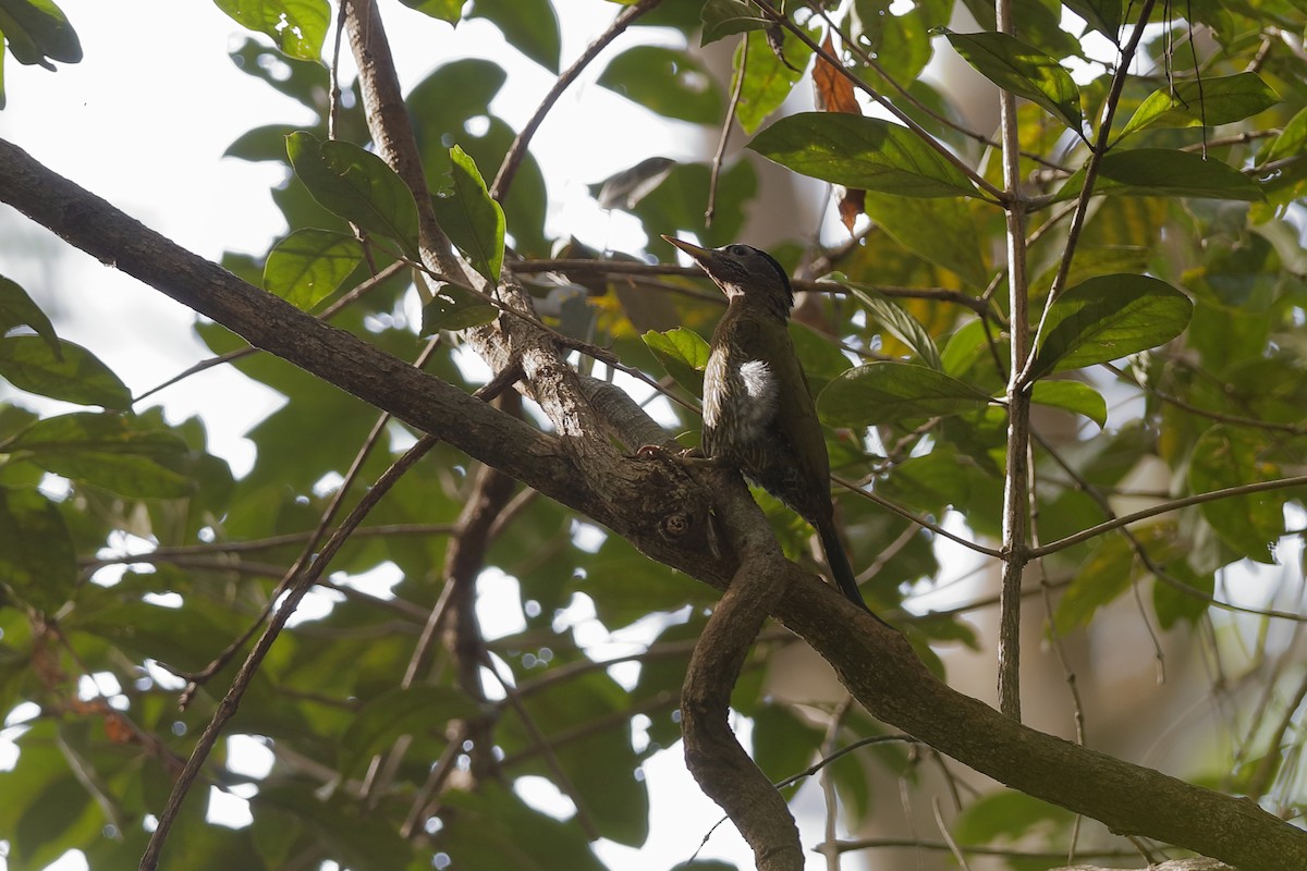 Streak-breasted Woodpecker - ML204169011