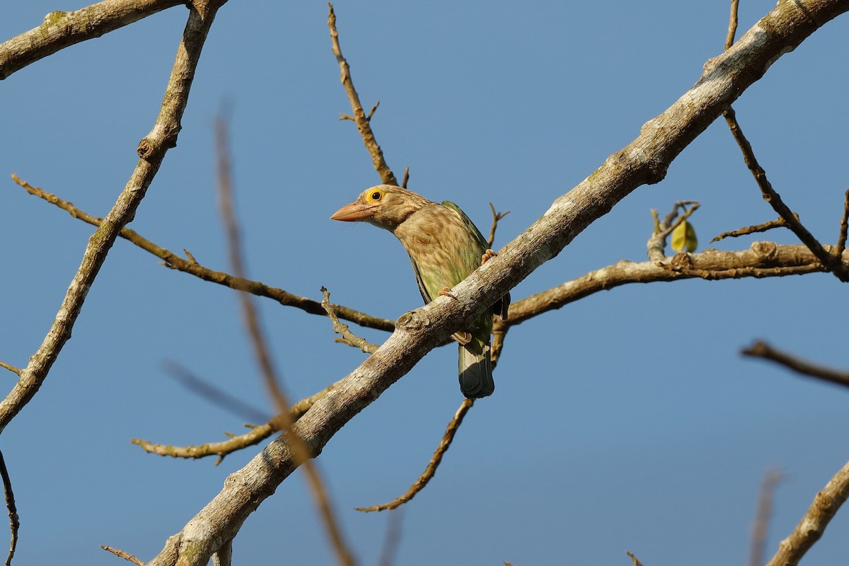 Lineated Barbet - ML204169351