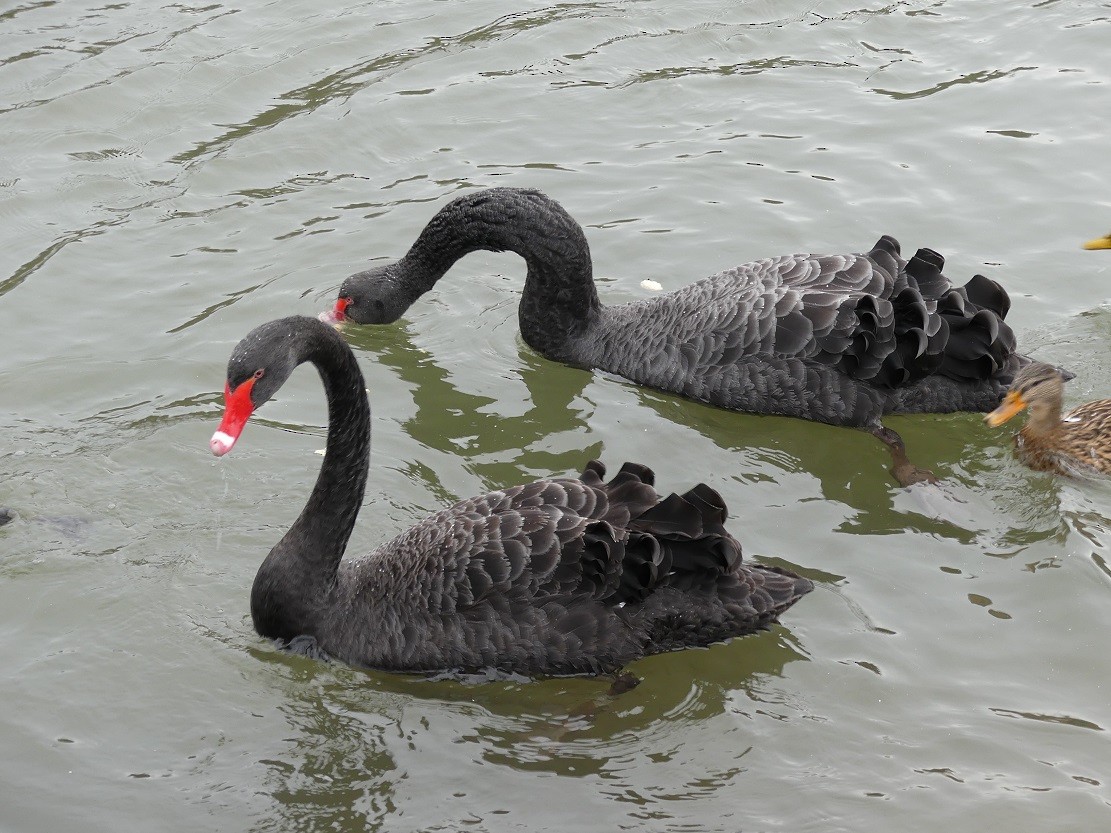 Black Swan - Michael Pohler