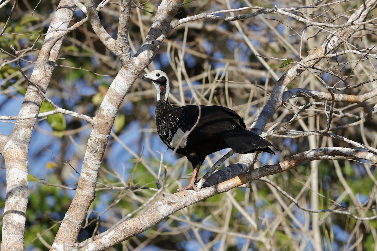 White-throated Piping-Guan - Holger Teichmann