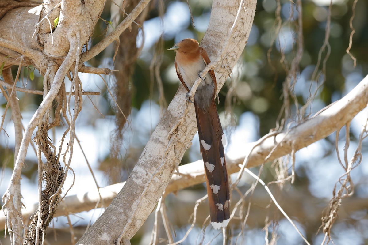 Squirrel Cuckoo (Amazonian) - ML204170331