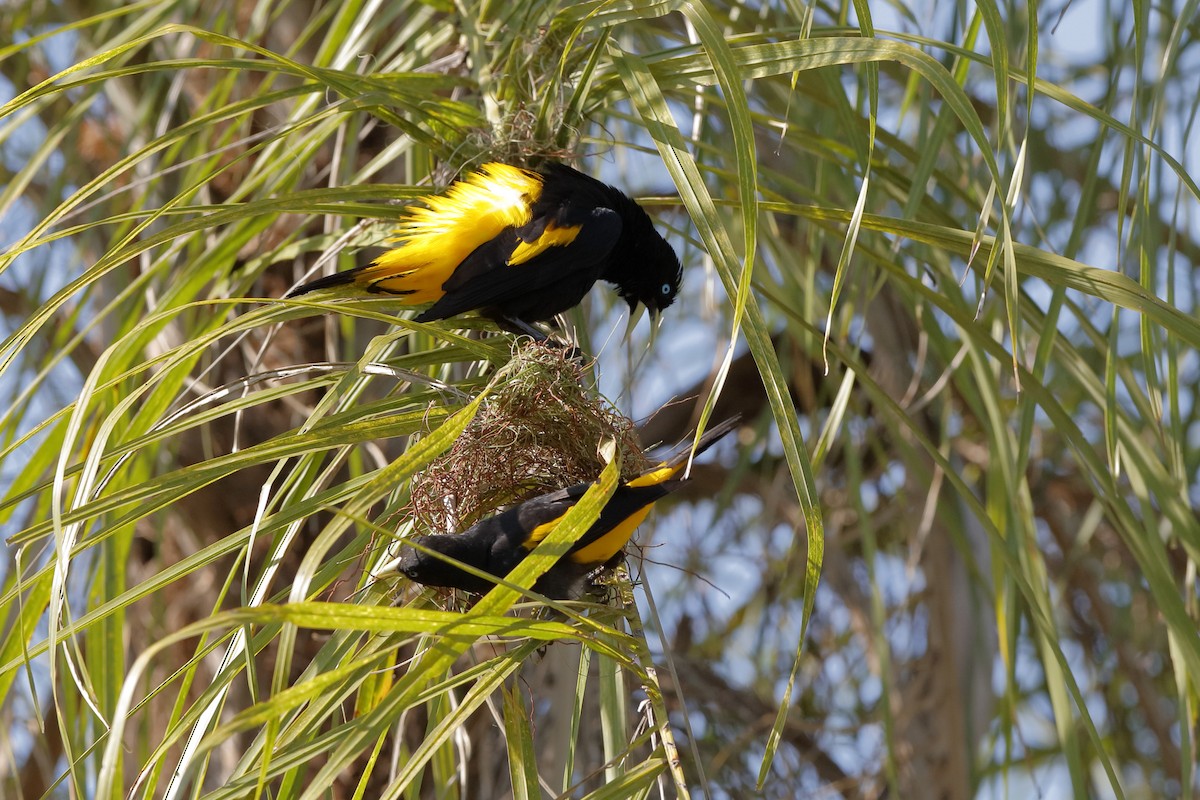 Yellow-rumped Cacique - ML204170351