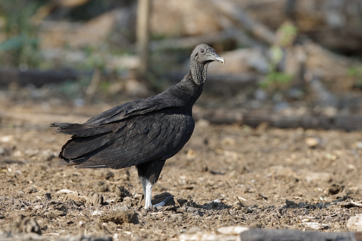 Black Vulture - Holger Teichmann