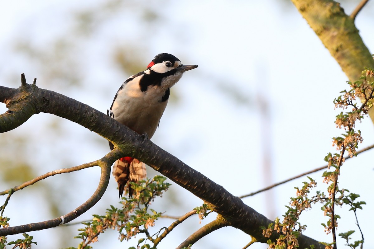 Great Spotted Woodpecker (Great Spotted) - Holger Teichmann