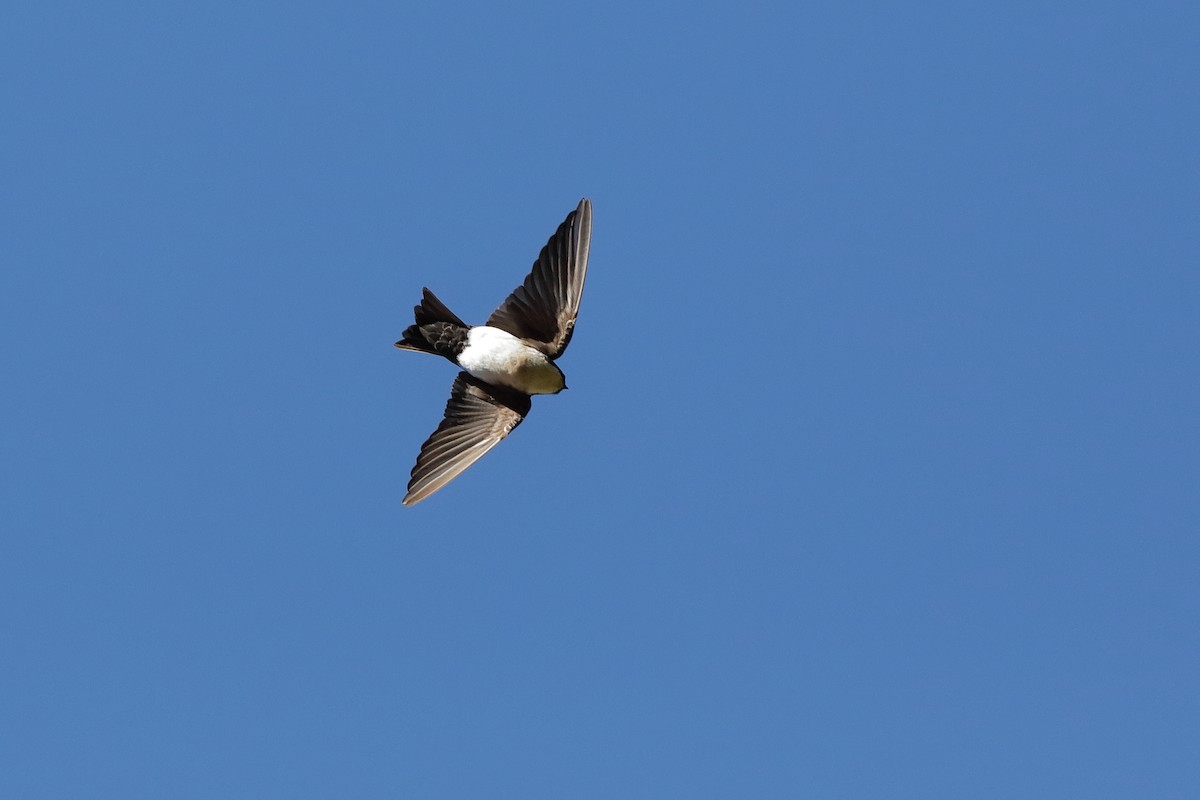 Blue-and-white Swallow - Holger Teichmann