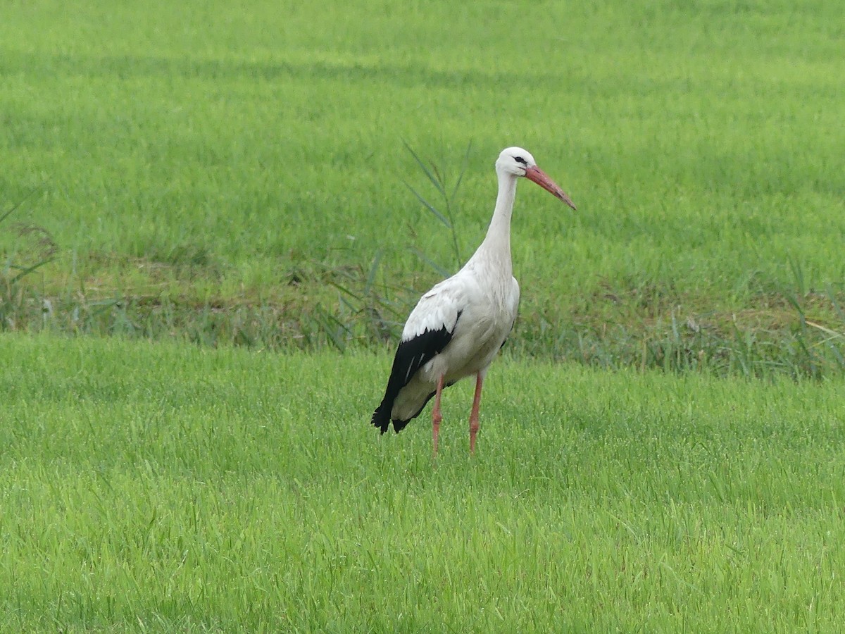 White Stork - Michael Pohler