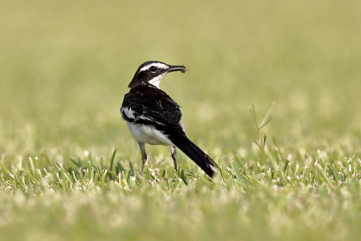 African Pied Wagtail - ML204174361