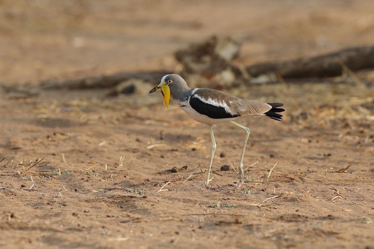 White-crowned Lapwing - Holger Teichmann