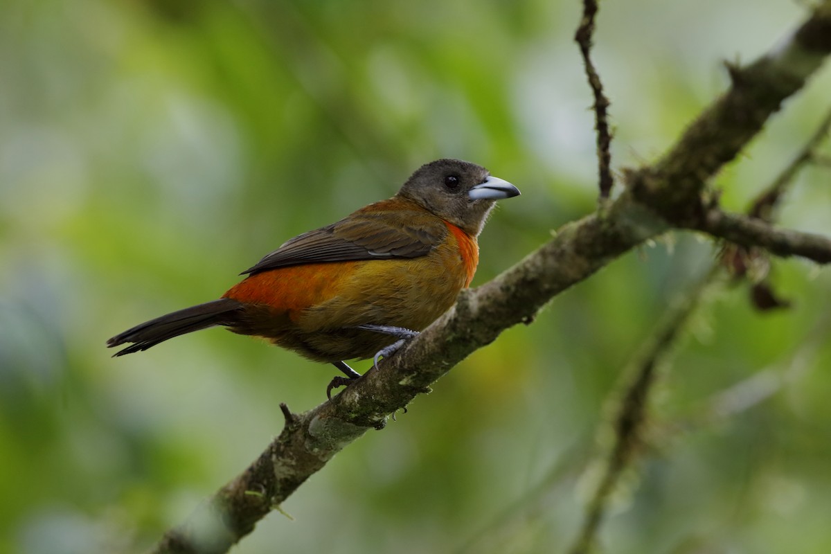 Scarlet-rumped Tanager (Cherrie's) - ML204174841