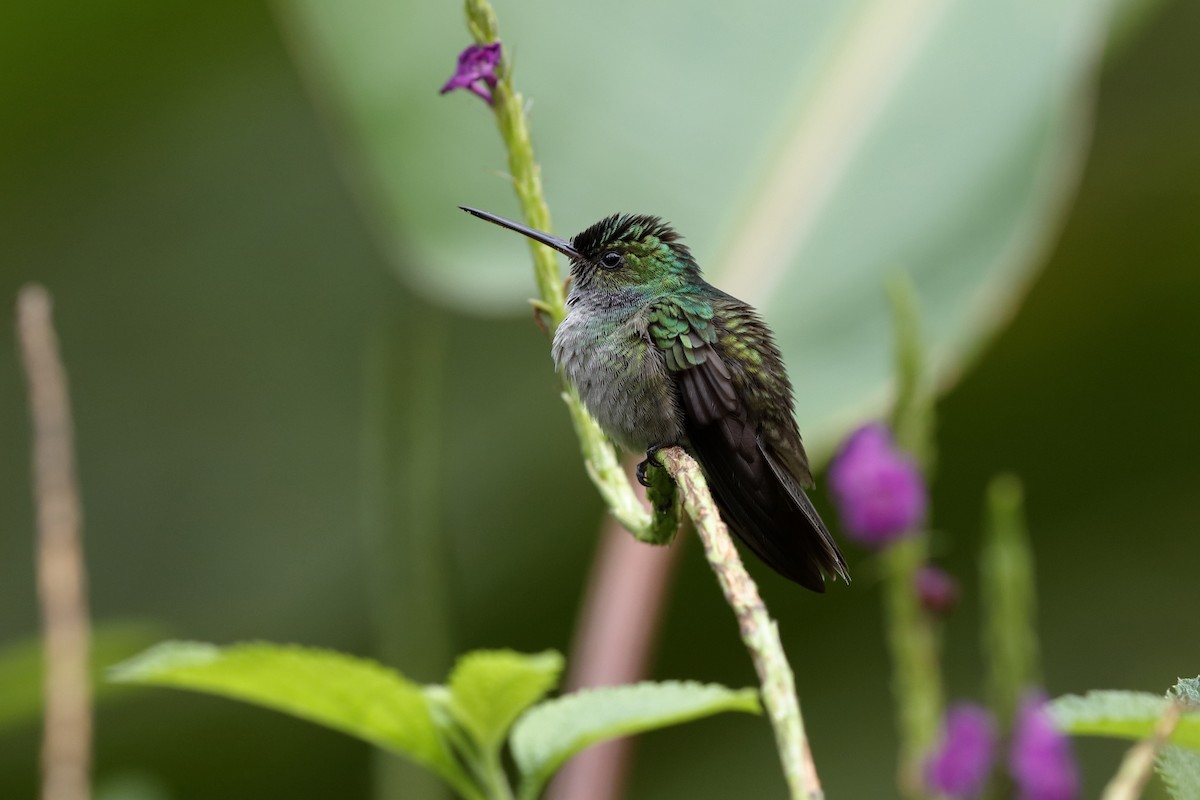 Charming Hummingbird - Holger Teichmann
