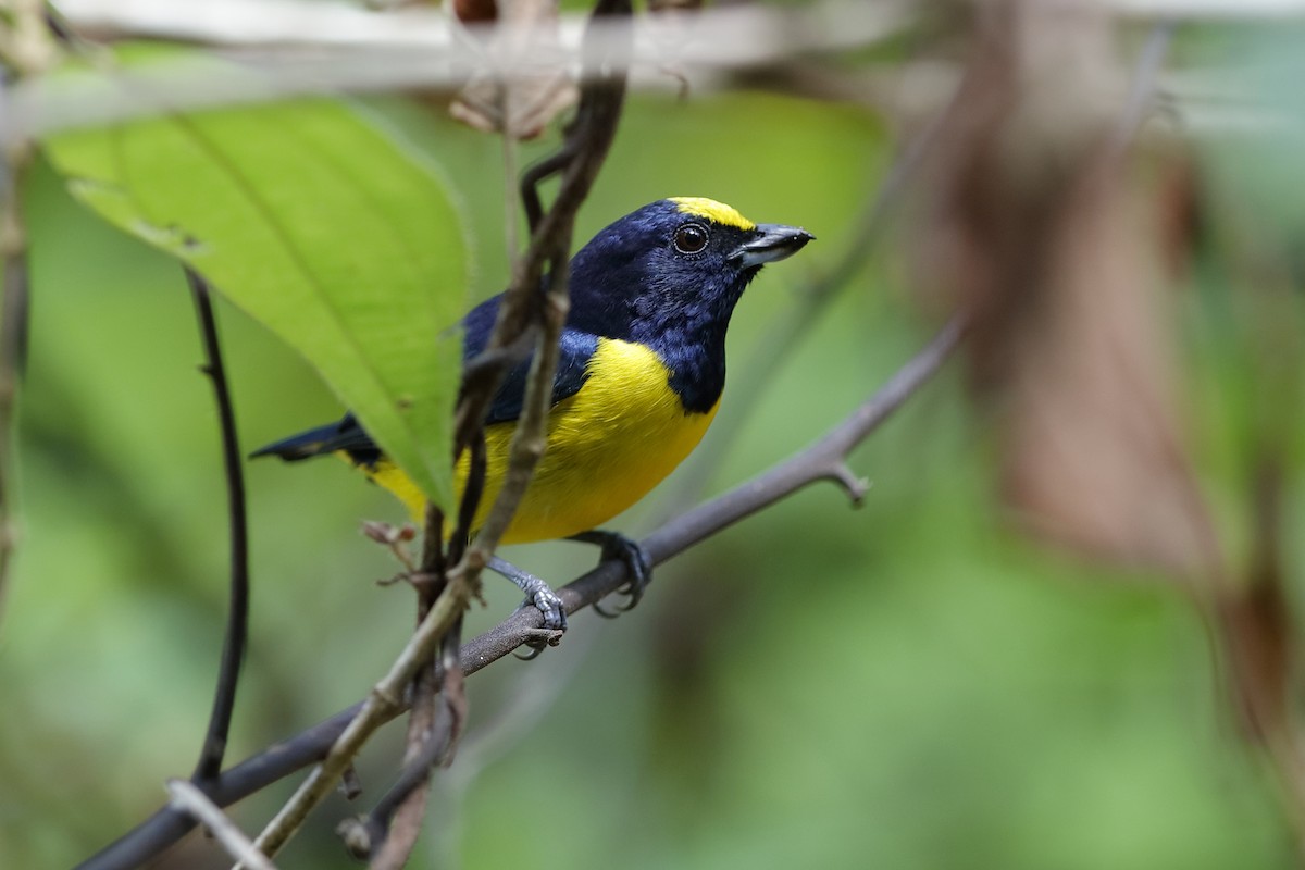 Spot-crowned Euphonia - Holger Teichmann