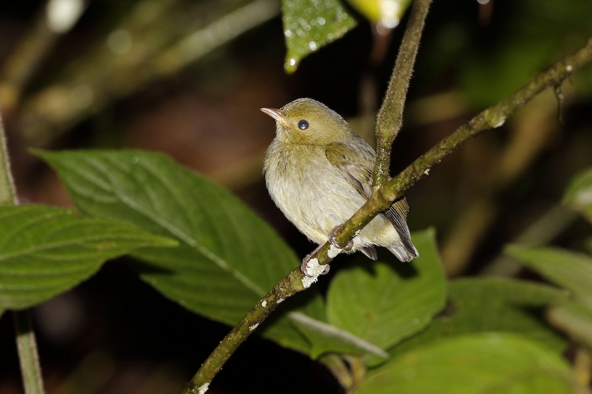 Red-capped Manakin - ML204175031