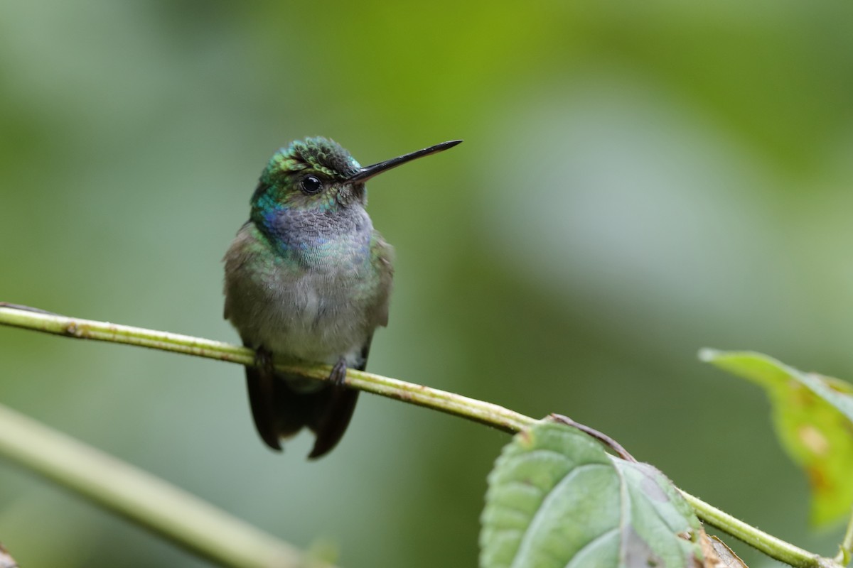 Charming Hummingbird - Holger Teichmann