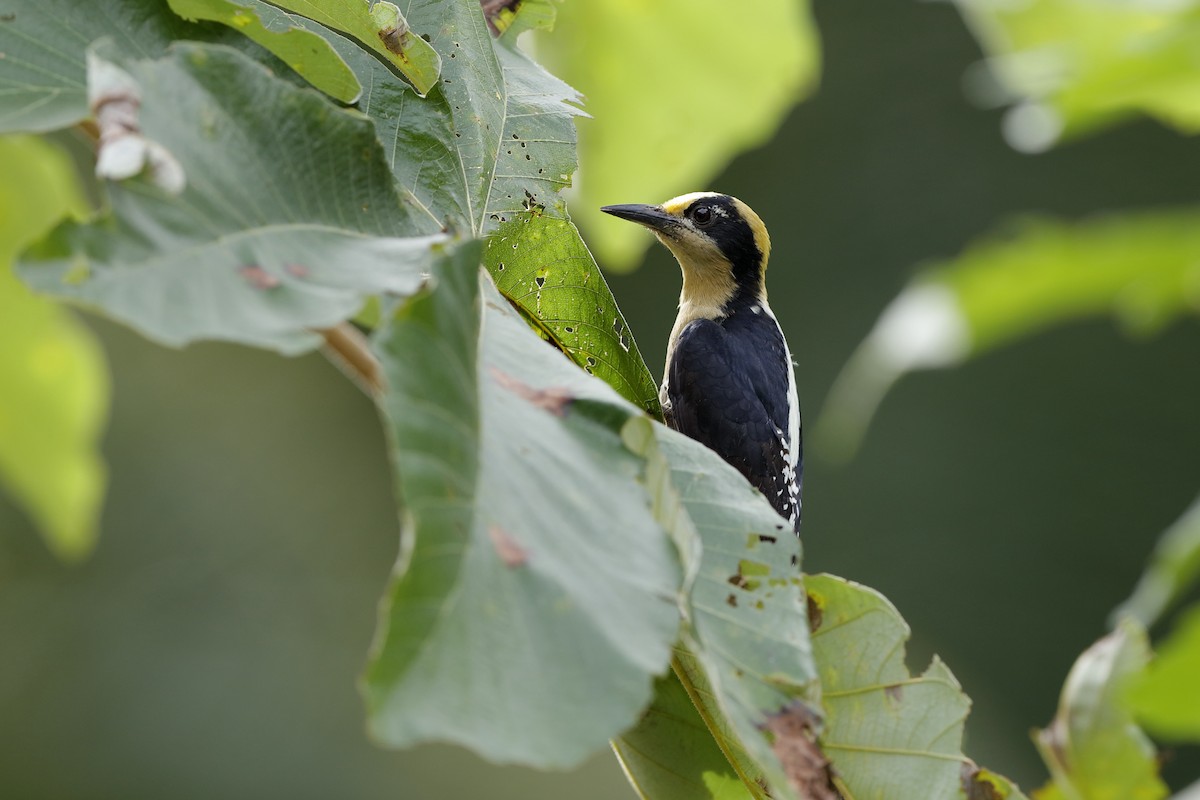Golden-naped Woodpecker - ML204175251