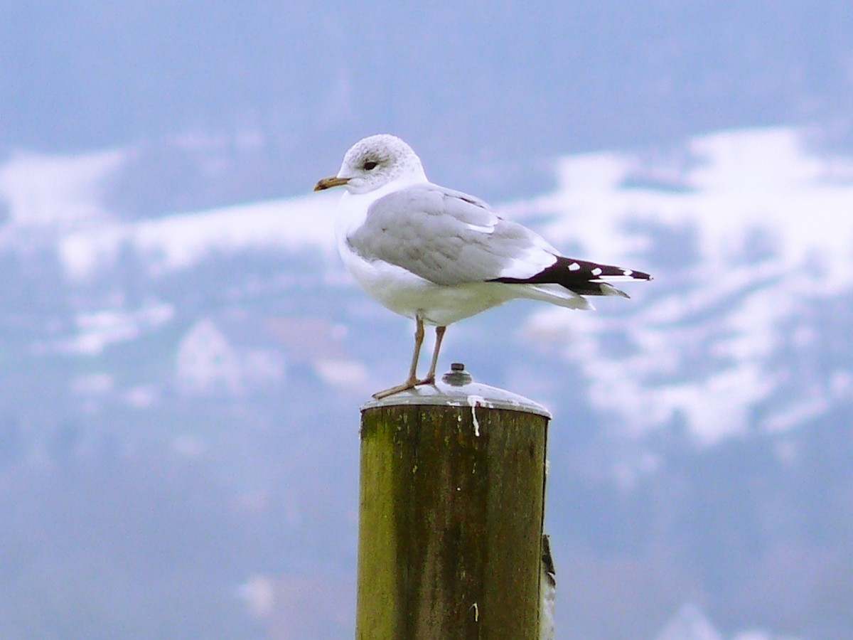 Common Gull (European) - Michael Pohler