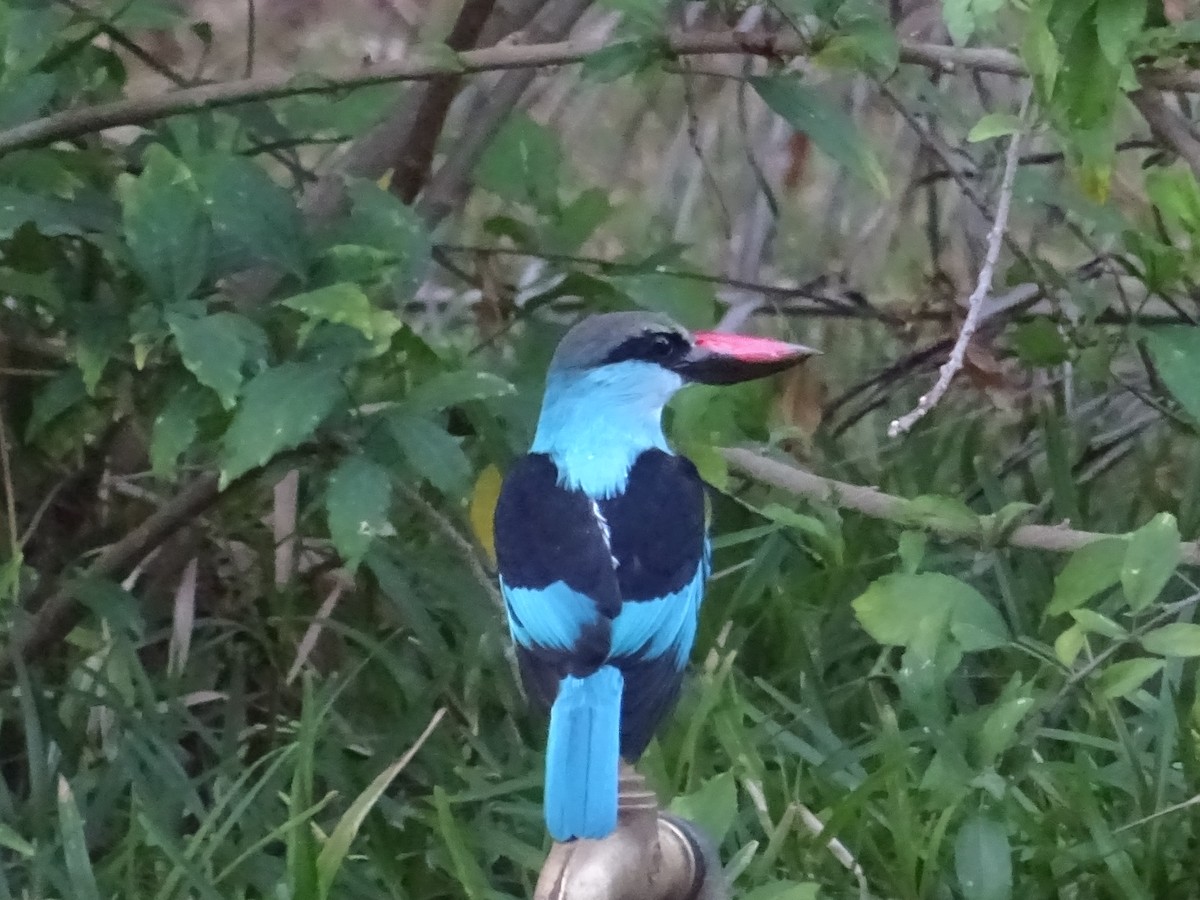 Blue-breasted Kingfisher - Pablo Pascual