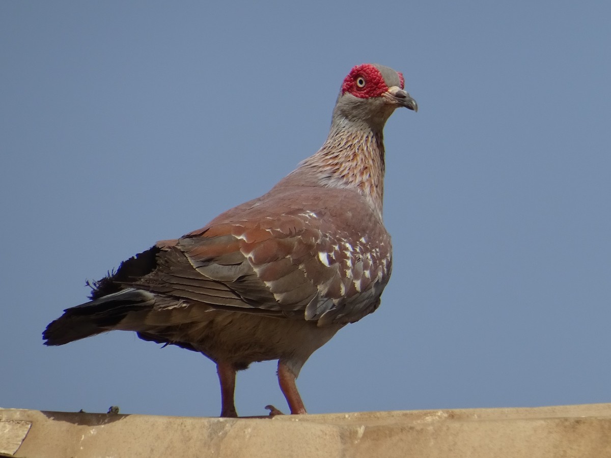 Speckled Pigeon - Pablo Pascual