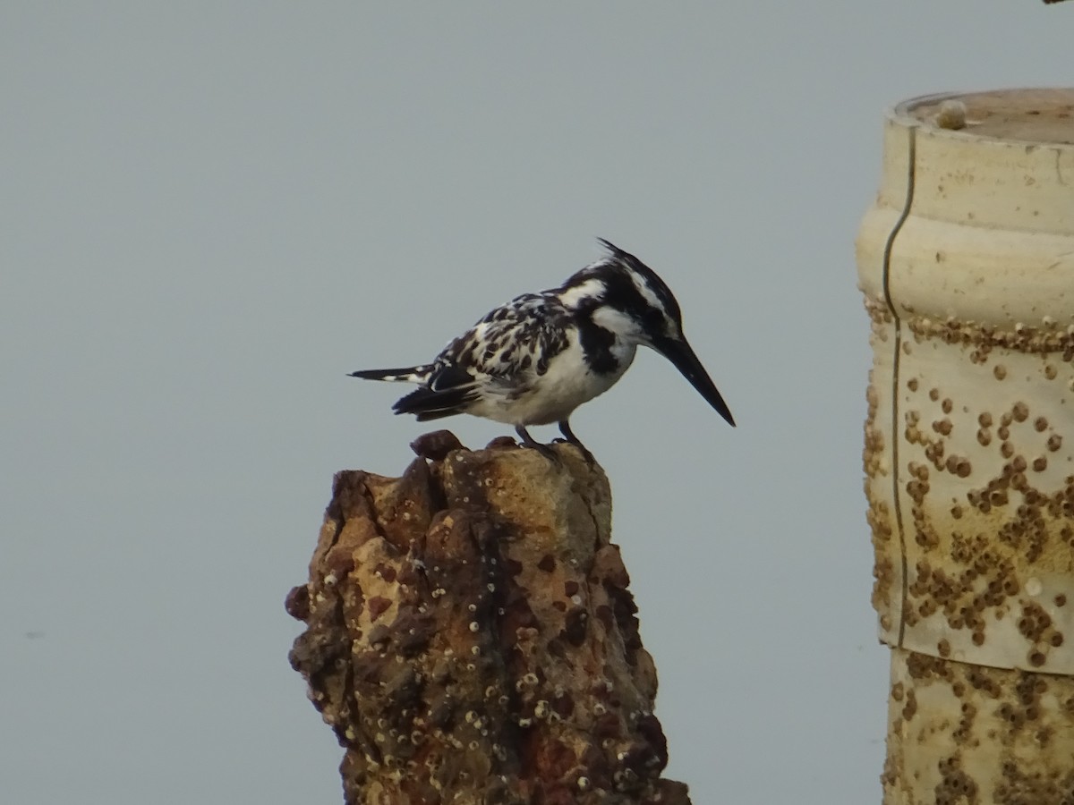 Pied Kingfisher - Pablo Pascual