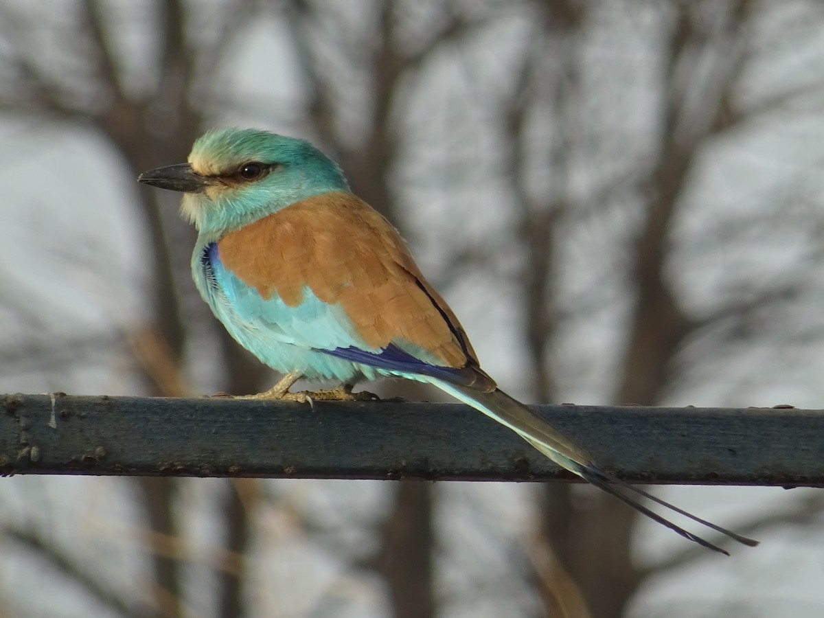 Abyssinian Roller - Pablo Pascual