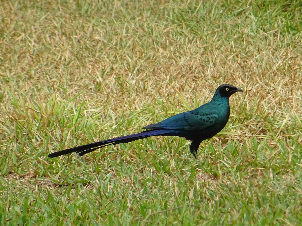 Long-tailed Glossy Starling - Pablo Pascual