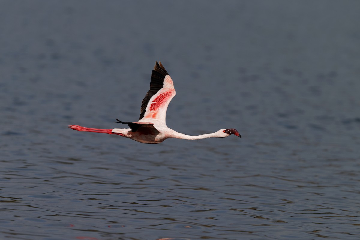 Lesser Flamingo - Holger Teichmann