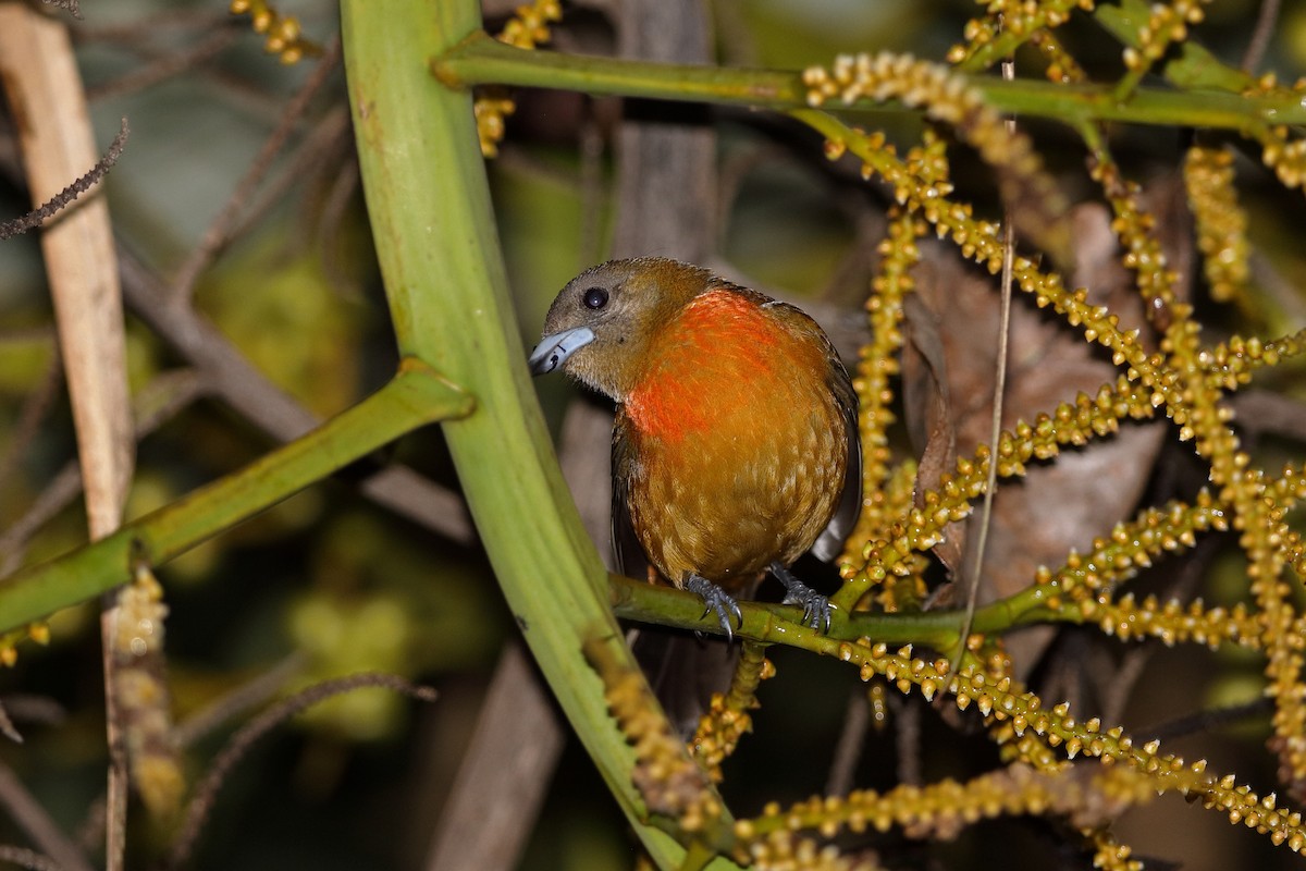 Scarlet-rumped Tanager (Cherrie's) - Holger Teichmann