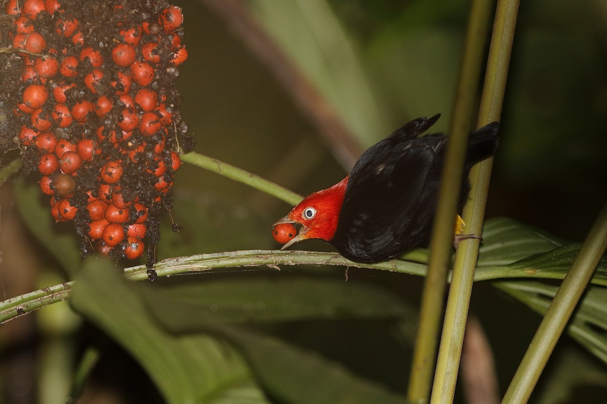 Red-capped Manakin - ML204177201
