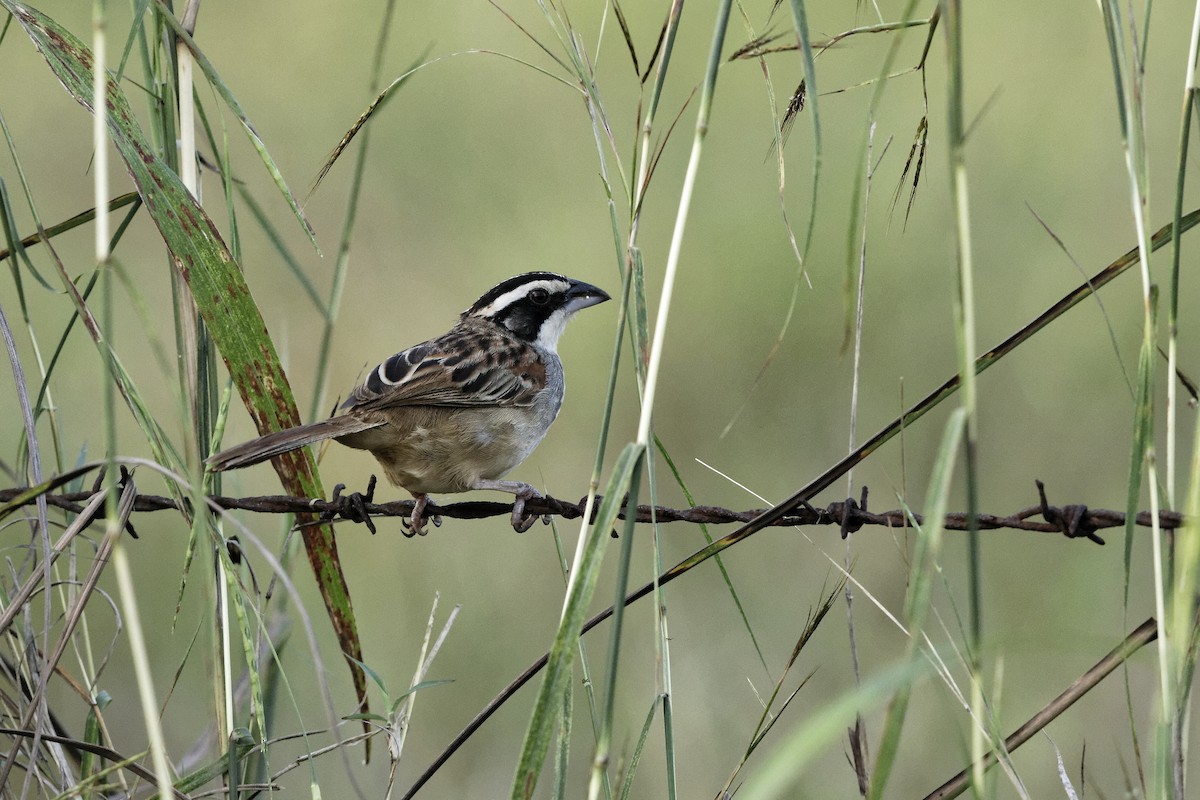 Stripe-headed Sparrow - Holger Teichmann
