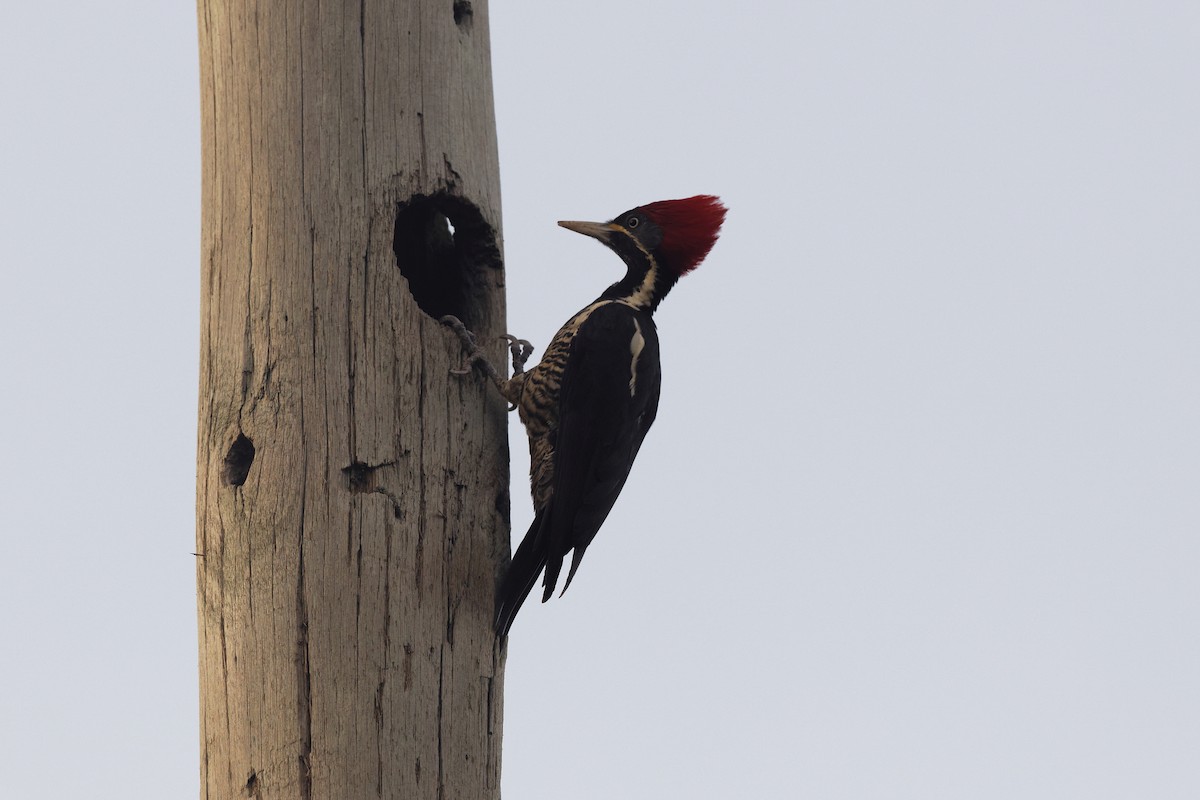 Lineated Woodpecker (Lineated) - Holger Teichmann