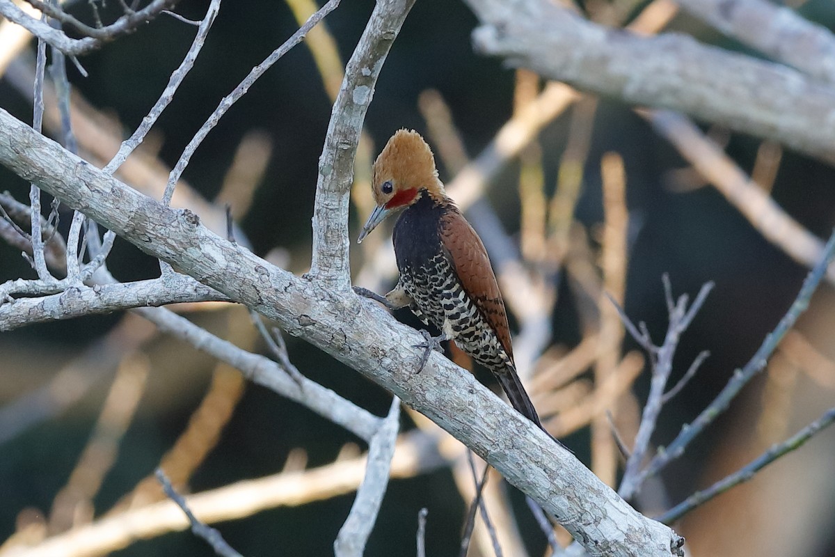 Ringed Woodpecker (Amazonian Black-breasted) - Holger Teichmann