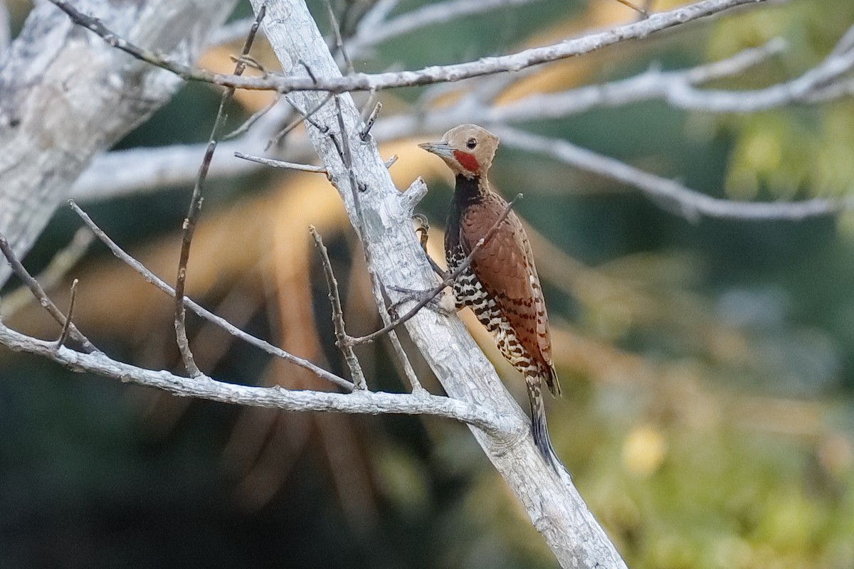 Ringed Woodpecker (Amazonian Black-breasted) - ML204177601