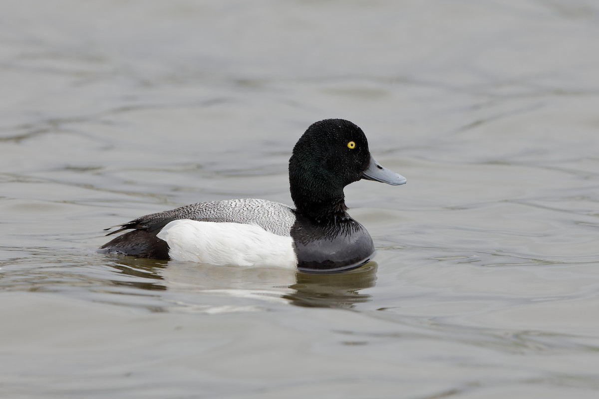 Greater Scaup - ML204177711