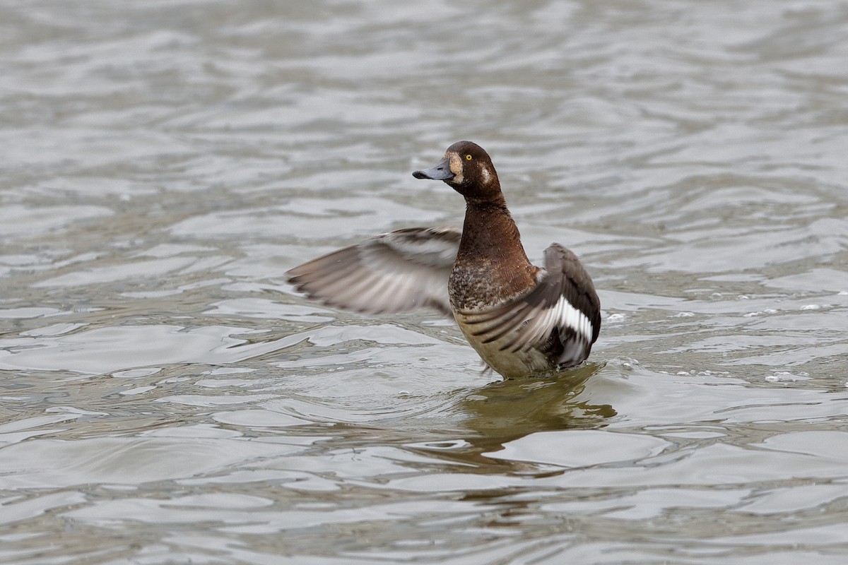 Greater Scaup - ML204177721